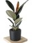 Özel Siyah Saksda Ficus Elastica (Kauçuk Bitkisi) Large 1