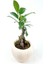 Eskitme Çizgi Desenli Saksıda Ficus Bonsai 3