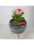 Pembe Kalanşo Kalanchoe & Siyah Bers Ayaklı Beton Saksıda Hediyelik Canlı 2