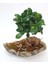 Ağaç Kabuğu Beton Saksıda Bonsai 2