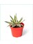 2 Adet Alacalı Agave 8.5 Saksılı Nmsn 1