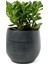 Taş Saksıda Para Çiçeği Crassula Ovata Şans ve Bereket Çiçeği 1