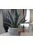 Dekoratif Saksıda Agave Americana 01 1