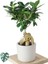 Ficus Ginseng (Bonsai Ağacı) 1