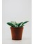 Carpobrotus - Kaz Ayağı - Acem Halısı 15 Adet 1