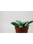 Carpobrotus - Kaz Ayağı - Acem Halısı 15 Adet 2