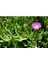 Carpobrotus - Kaz Ayağı - Acem Halısı 15 Adet 3