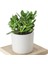 Seramik Saksıda Crassula Ovata Para Çiçeği+5 Alman Zambağı Soğanı 1