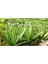 Aloe Vera Şifa Bitkisi 10.5 Saksıda 1