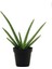 Aloe Vera Şifa Bitkisi 10.5 Saksıda 2