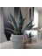 Dekoratif Saksıda Agave Americana 1