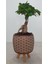 Ayaklı Dekoratif Taş Saksıda Bonsai 2