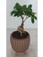 Ayaklı Dekoratif Taş Saksıda Bonsai 3