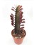 Euphorbia Trigona Red (Süt Ağacı) - 8.5 cm Saksıda 1