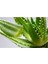 5 kg Aloe Vera Yaprak Kozmetik Türü Jel Dolu Yapraklar 1