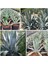 Agave Salmiana Saksılı Doğa Flora 1