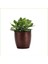 Para Ağacı Bereket İyi Şans ve Para Çiçeği Crassula Ovata Dekoratif Saksıda 1
