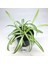 Chlorophytum Comosum (8.5 cm Saksıda) Kurdele Çiçeği - Spider Plant 1