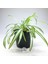 Chlorophytum Comosum (8.5 cm Saksıda) Kurdele Çiçeği - Spider Plant 2