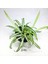 Chlorophytum Comosum (8.5 cm Saksıda) Kurdele Çiçeği - Spider Plant 3