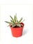 3 Adet Alacalı Agave 8.5 Saksılı Nmsn 1
