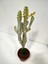 Euphorbia Lactea White Ghost Özel Tür Aşılı Kaktüs - Uzunluk 56 cm 2