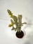 Euphorbia Lactea White Ghost Özel Tür Aşılı Kaktüs - Uzunluk 56 cm 3