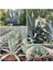 Agave Salmiana Saksılı Doğa Flora 1
