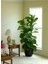 Ficus Lyrata 3 Dallı +100-120 (Keman Yapraklı Kauçuk) Üretim Saksılı 1