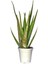 Tıbbi Aloevera Bitkisi Fidanı +4 Yaş Yetişkin Saksılı Şifalı Aloe Vera 50-60 cm 1