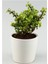 Portulacaria Afra Para Ağacı Fil Azlığı 1