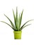 Aloevera Bitkisi 30 cm Ev Bitkisi Ofis Bitkisi Salon Bitkisi 1