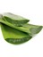 Aloevera Bitkisi 30 cm Ev Bitkisi Ofis Bitkisi Salon Bitkisi 2