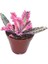 Pembe Aşkın Gözyaşı Çiçeği 5,5cm Saksı Içinde Sukulent Türü 2
