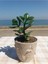 Crassula Ovata- Para Çiçeği- Bereket Bitkisi- 13-18 cm 8 Aylık 3