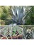 Agave Salmiana Doğa Flora 1