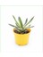 2 Adet Alacalı Agave 8.5 Saksılı 1