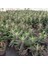 Bol Yavrulu Aşkın Gözyaşları Çiçeği (Kalanchoe Daigremontiana) / 30-40 Cm. 2