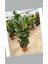 Çift Köklü Ficus Lyrata Keman Yapraklı Kauçuk 120-150 cm 3