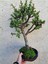Para Ağacı Afra Bonsai Üretim Saksısında 1