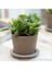 Para Ağacı Bereket İyi Şans ve Para Çiçeği Crassula Ovata 1