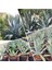 Agave Salmiana Saksılı Doğa Flora 1