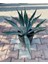 Agave Americana-(Sabırlık Yüzyıl Bitkisi) 2