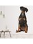 Doberman Yavru Köpek Dekoratif Duvar Sticker Çıkartma Yatak Çocuk Odası 1