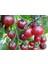 İthal Tohum Cherry Rosella Domates Tohumu - 15 Adet 2