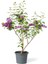 Leylak Çiçeği Fidanı 1 Adet Saksılı / Tüplü 40-60 cm 1