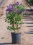 Kokulu Leylak Çiçeği Fidanı 1 Adet Saksılı 30-60 cm (Syringa) 1
