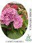 Pembe Renk Ortanca Çiçeği 1 Adet Saksılı/tüplü 20-30CM Çiçekli Bitki 1
