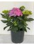 Pembe Renk Ortanca Çiçeği 1 Adet Saksılı/tüplü 20-30CM Çiçekli Bitki 3