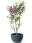 Leylak Çiçeği Fidanı 1 Adet Saksılı/tüplü (30-60CM) Behçe Peyzaj Bitkisi 3